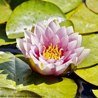 Buy canvas prints of Pink Water Lily by Julie Ormiston