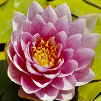 Buy canvas prints of Water Lily by Julie Ormiston