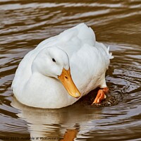 Buy canvas prints of Fluffy White Duck by Julie Ormiston