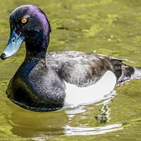 Buy canvas prints of Tufted Diving Duck by Julie Ormiston