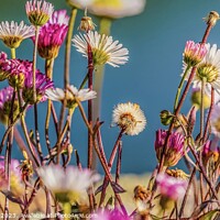 Buy canvas prints of Wild Daisy & Freinds by Julie Ormiston