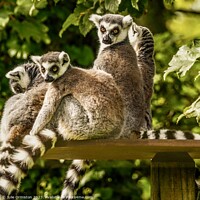 Buy canvas prints of A Hug of Ringtails. by Julie Ormiston