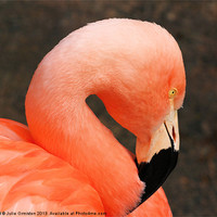 Buy canvas prints of Pretty Flamingo by Julie Ormiston