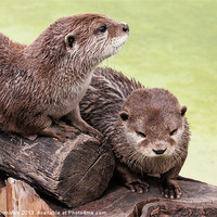 Buy canvas prints of Happy Otters by Julie Ormiston