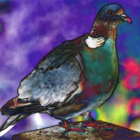 Buy canvas prints of Funky Wood Pigeon by Julie Ormiston