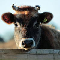Buy canvas prints of Young  Female Jersey Moo by Julie Ormiston