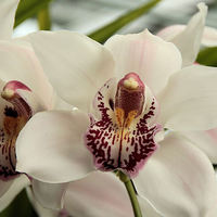 Buy canvas prints of Orchid by Julie Ormiston