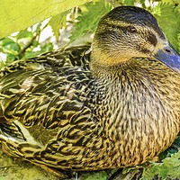 Buy canvas prints of Female Mallard Duck by Julie Ormiston