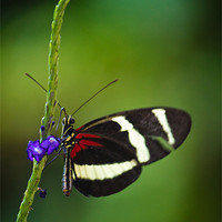 Buy canvas prints of Butterfly by Tom Hard