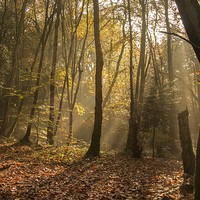 Buy canvas prints of  Autumn Mist by Tom Hard