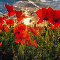 Buy canvas prints of Poppies at Dusk by Tom Hard
