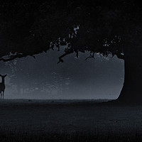 Buy canvas prints of The Doe in the mist by Tom Hard