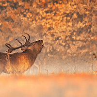 Buy canvas prints of On a stag do by Tom Hard
