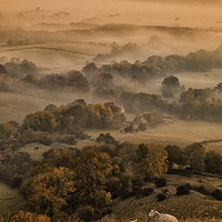 Buy canvas prints of Sheep in the Mist by Tom Hard