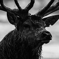 Buy canvas prints of Portrait of a Stag by Tom Hard