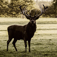 Buy canvas prints of Morning Stag by Tom Hard