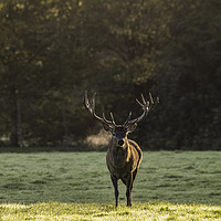 Buy canvas prints of Deer in the light by Tom Hard