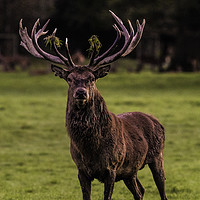 Buy canvas prints of The Stag by Tom Hard