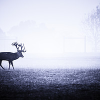 Buy canvas prints of The Lonely Stag by Tom Hard