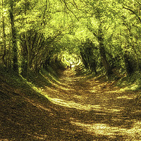 Buy canvas prints of Autumn Tunnel by Tom Hard