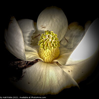 Buy canvas prints of Center of the Magnolia by Judy Hall-Folde