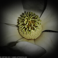 Buy canvas prints of Pollen Stop by Judy Hall-Folde