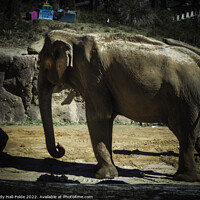 Buy canvas prints of Asian Elephant by Judy Hall-Folde