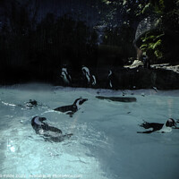 Buy canvas prints of Penguin Play by Judy Hall-Folde