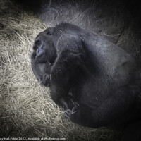 Buy canvas prints of Napping Ape by Judy Hall-Folde