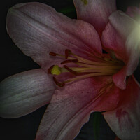 Buy canvas prints of Pink Lily 4 2023 by Judy Hall-Folde