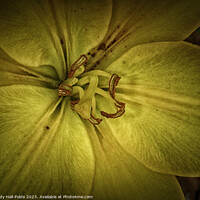 Buy canvas prints of Yellow Lily 1 2023 by Judy Hall-Folde