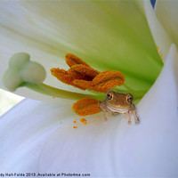 Buy canvas prints of Frog in the Lily by Judy Hall-Folde