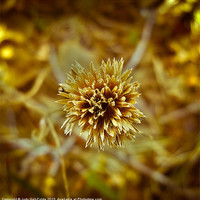 Buy canvas prints of Thistle by Judy Hall-Folde