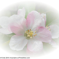 Buy canvas prints of Apple Blossom by Judy Hall-Folde