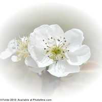 Buy canvas prints of Pear Blossom by Judy Hall-Folde