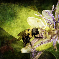 Buy canvas prints of Pollen Hunter by Judy Hall-Folde
