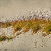 Buy canvas prints of Beach Grass and Sugar Sand by Judy Hall-Folde