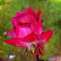 Buy canvas prints of Roses are Red by Judy Hall-Folde