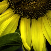 Buy canvas prints of Slice of a Sunflower by Judy Hall-Folde