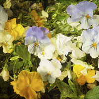 Buy canvas prints of Pansies by Judy Hall-Folde