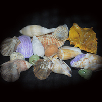 Buy canvas prints of Colorful Shells by Judy Hall-Folde