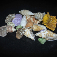 Buy canvas prints of Sea Shells by Judy Hall-Folde