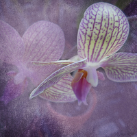 Buy canvas prints of Orchid by Judy Hall-Folde