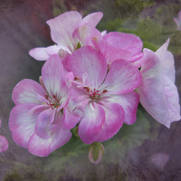 Buy canvas prints of Pretty Blossoms by Judy Hall-Folde