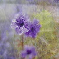 Buy canvas prints of Mexican Petunia by Judy Hall-Folde