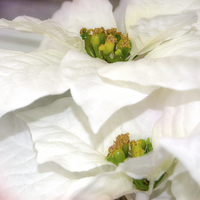 Buy canvas prints of Pure Poinsettia Twins by Judy Hall-Folde