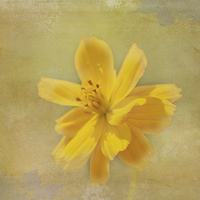 Buy canvas prints of Yellow Flower by Judy Hall-Folde