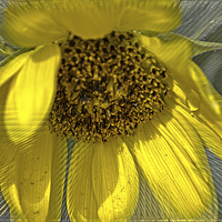 Buy canvas prints of Radiant Sunflower by Judy Hall-Folde
