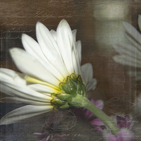 Buy canvas prints of The Other Side of Daisy by Judy Hall-Folde