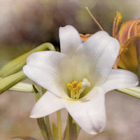 Buy canvas prints of Two Lilies by Judy Hall-Folde